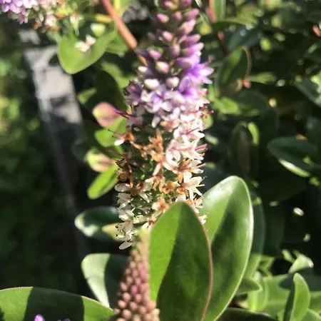 Lägenhet With Garden Bezplatny Parking !!! Kraków