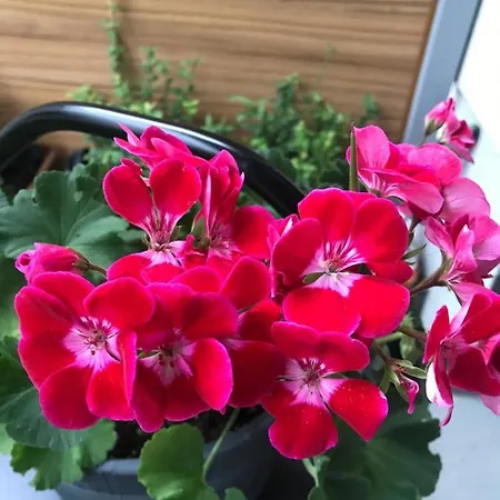 With Garden Bezplatny Parking !!! * Krakau