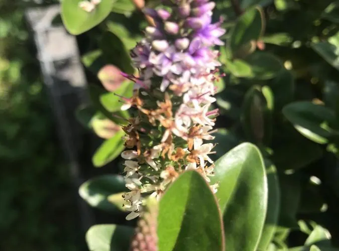 Apartmán With Garden Bezplatny Parking !!! Krakov